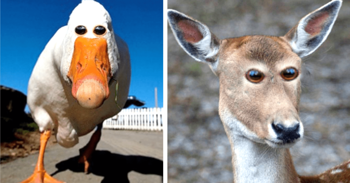 What If Animals Had Eyes in the Front of Their Heads Like People?