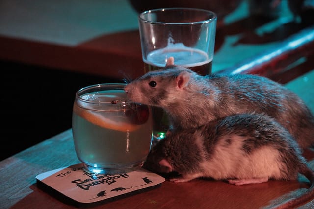 Rat Bar at The San Francisco Dungeon