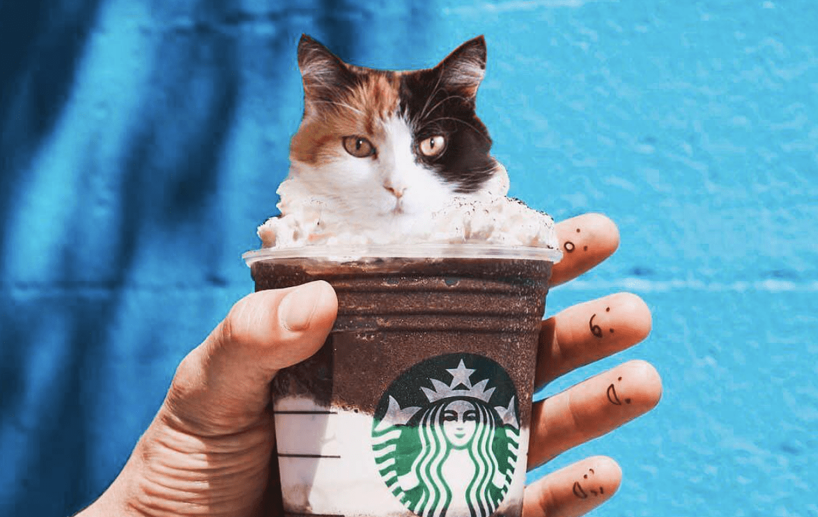 This Artist Uses Photoshop to Combine the Best Two Things: Cats and Food