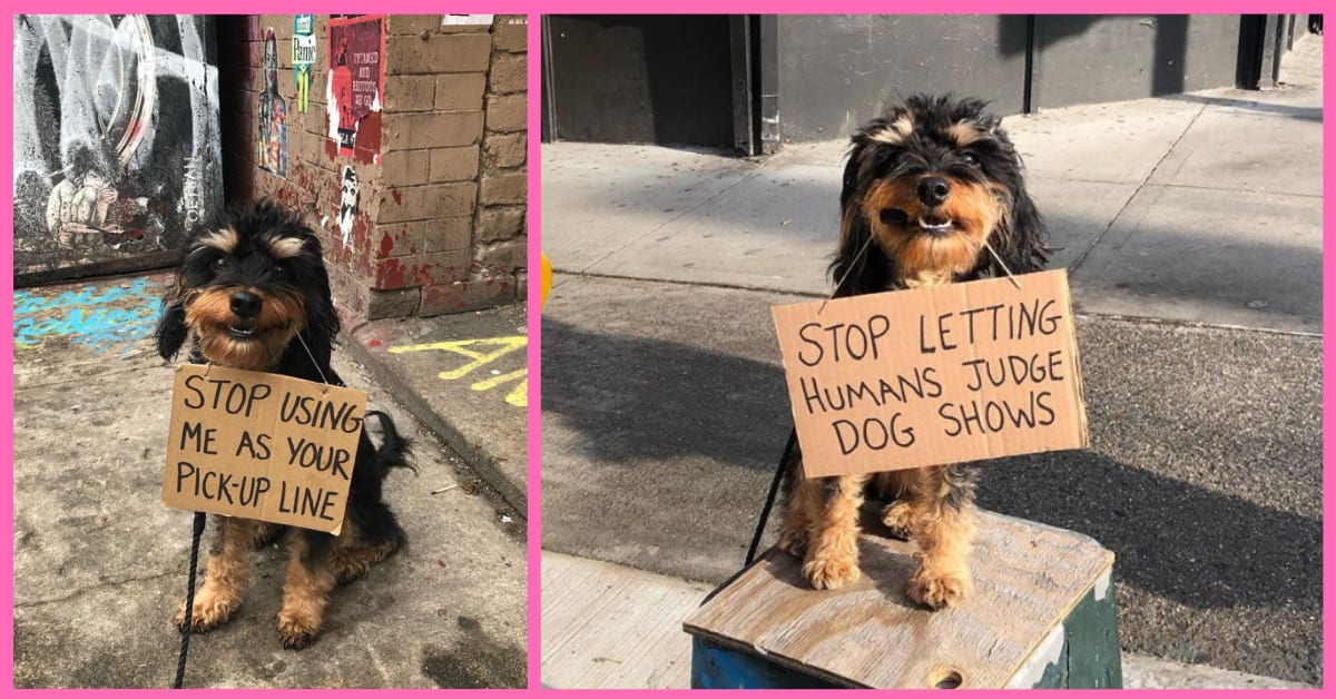 Meet The Dog Protesting Everyday Doggie Inconveniences With Adorable Signs