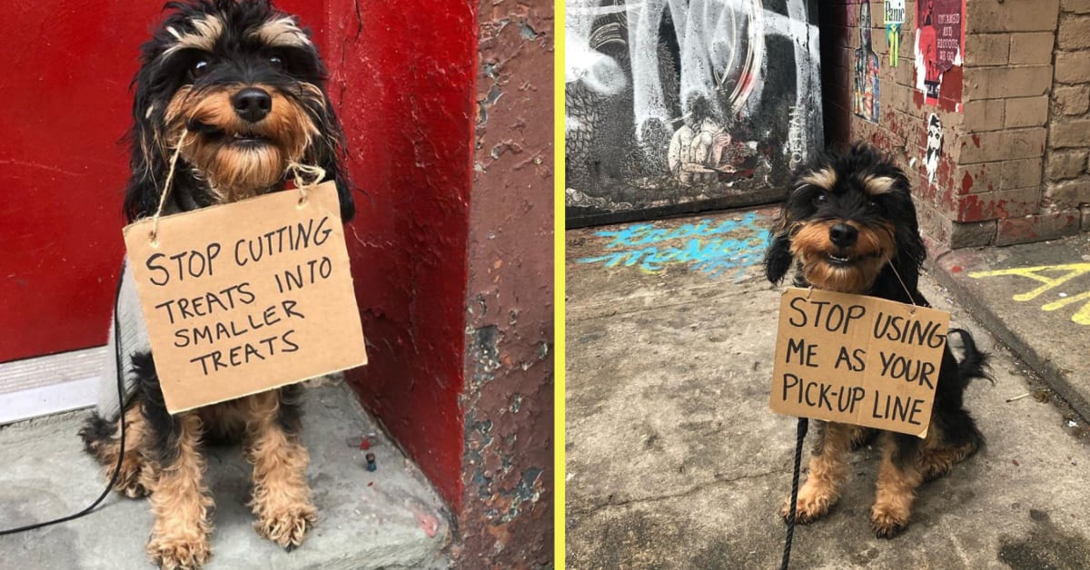 This Dog Is Protesting Everyday Doggie Inconveniences with Adorable Signs