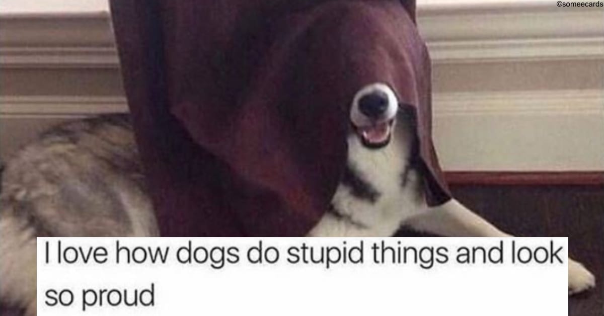 Hilarious Dog Memes to Make Your Day a Little Bit Better