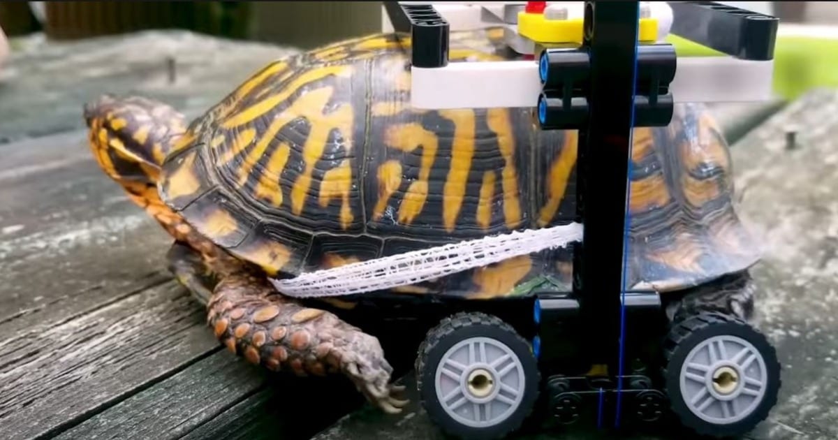 Turtle With Fractured Shell Gets Saved by Lego Wheelchair