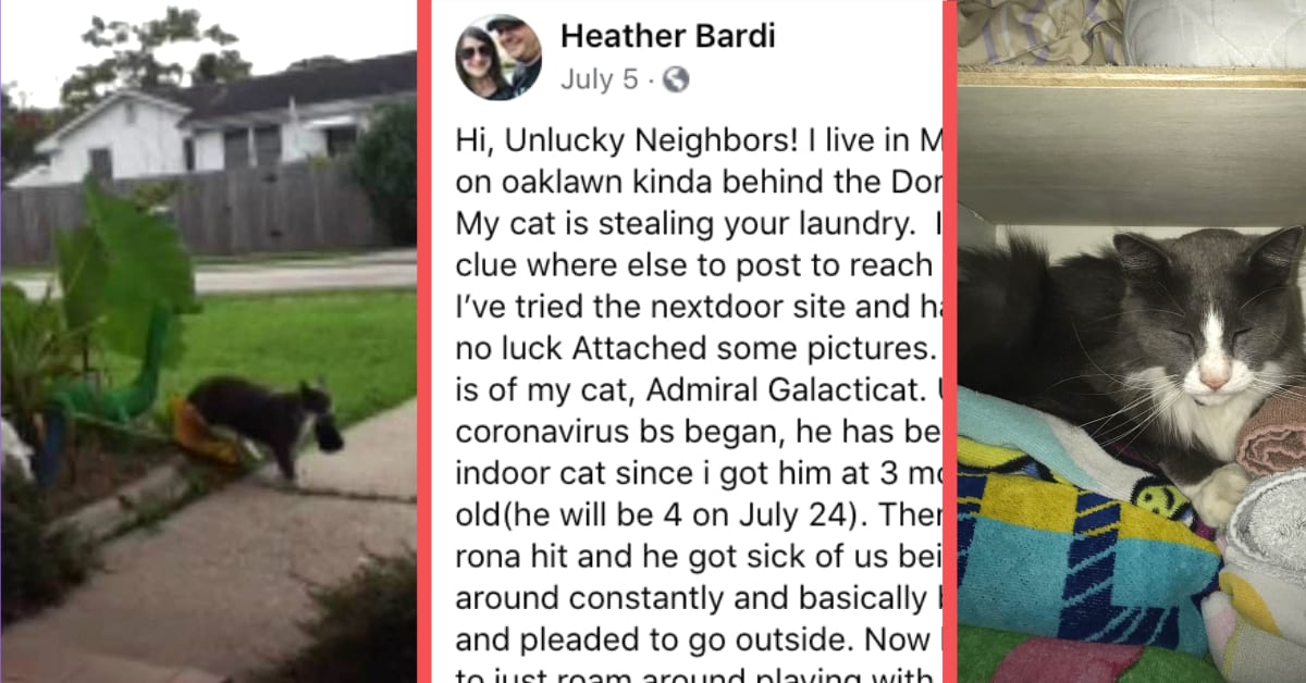 Embarrassed Owner Admits Klepto Cat is Stealing Neighborhood's Laundry. Neighbors Find it Hilarious.