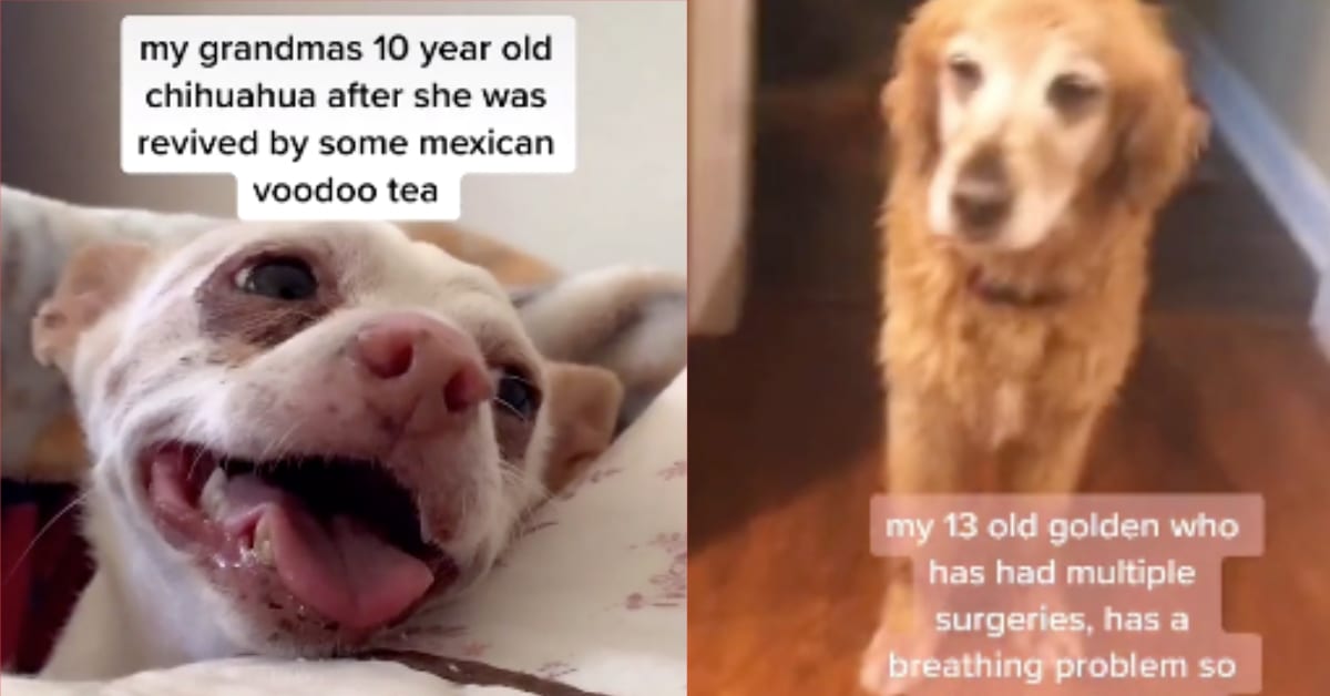 11 Senior Doggo Who Have So Much More to Give