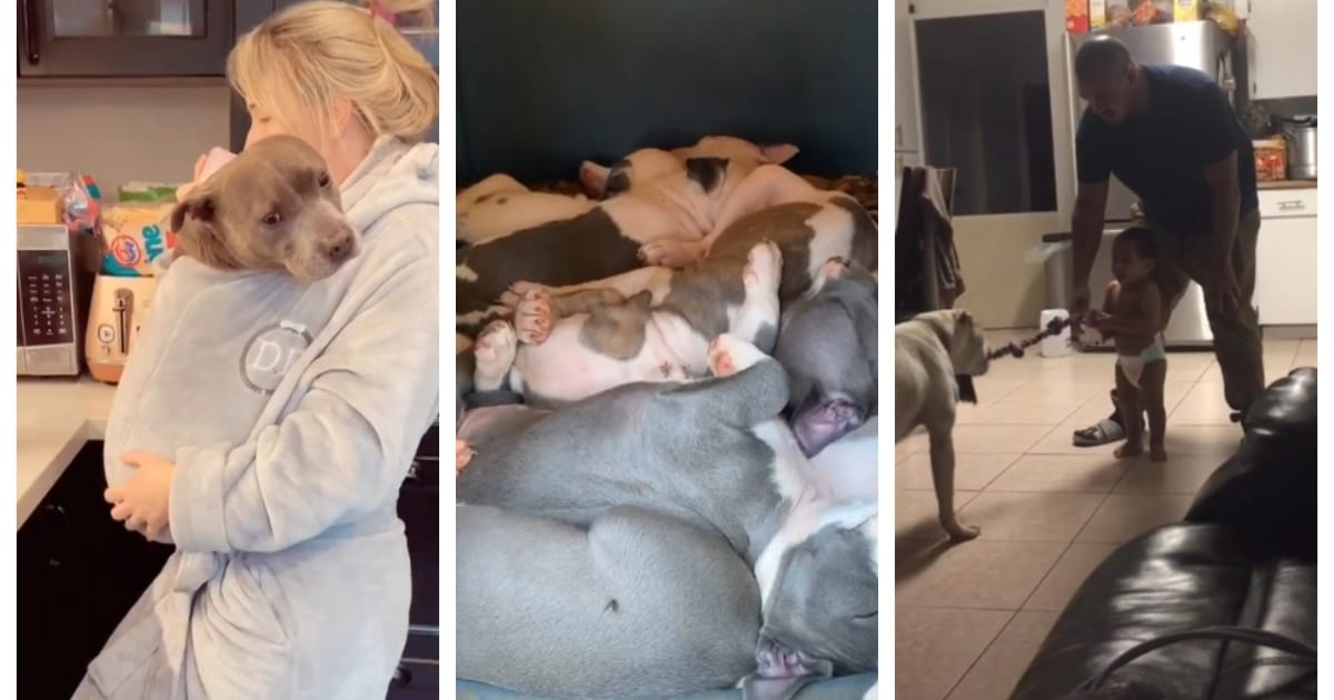 15 Times Pitbulls Proved They Can Be the Most Gentle Giants