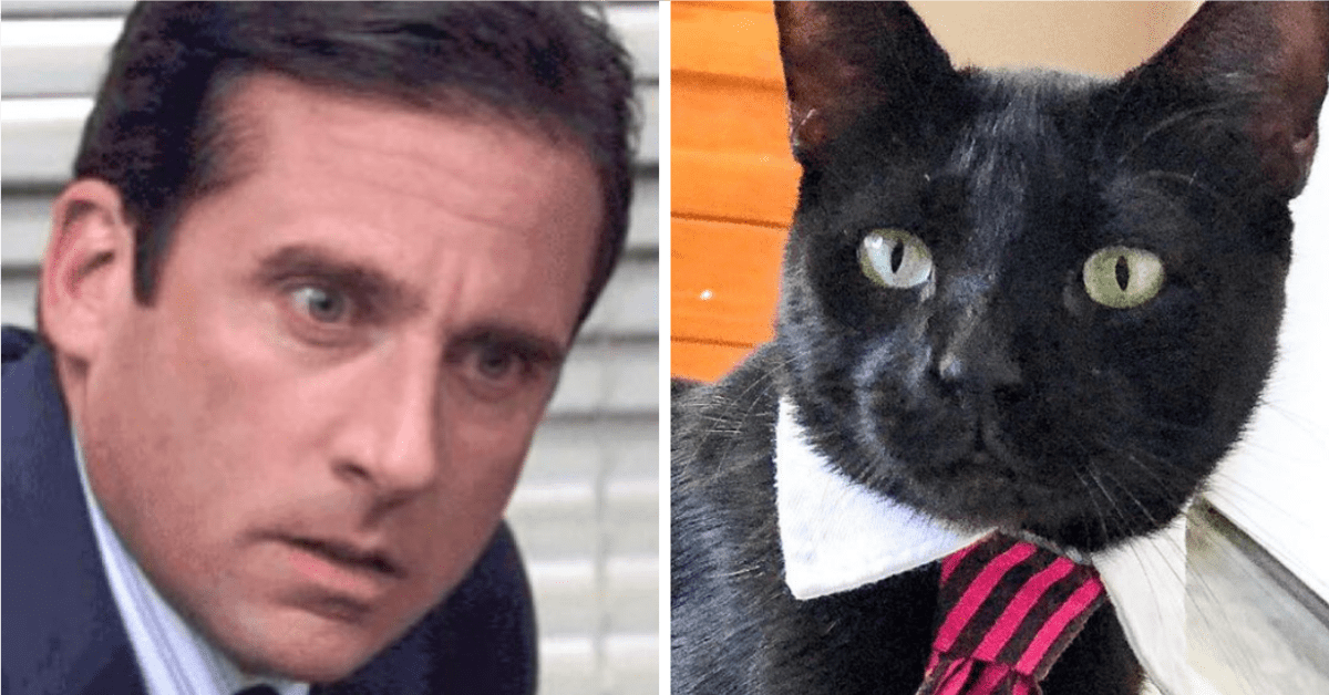 Meet Dunder Kitten: The Cat Version of Michael Scott from 'The Office'