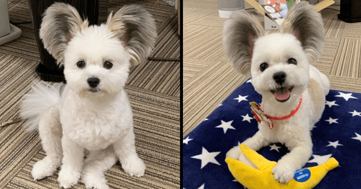 Meet the Adorable Dog With Mickey Mouse Ears