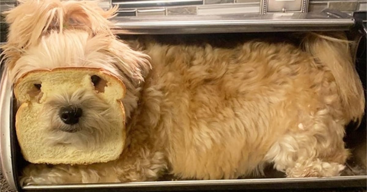 Here Are Some Dogs Who Think They are Bread