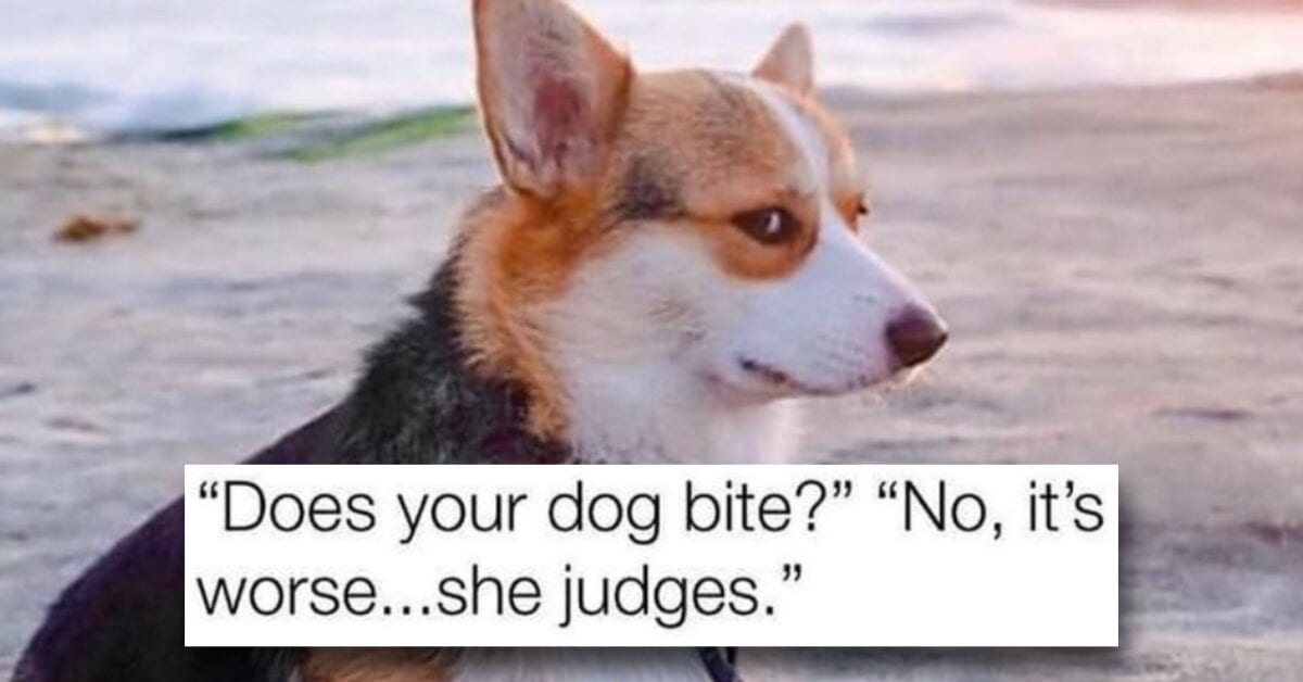 Get Your Bark on With These Great Dog Memes