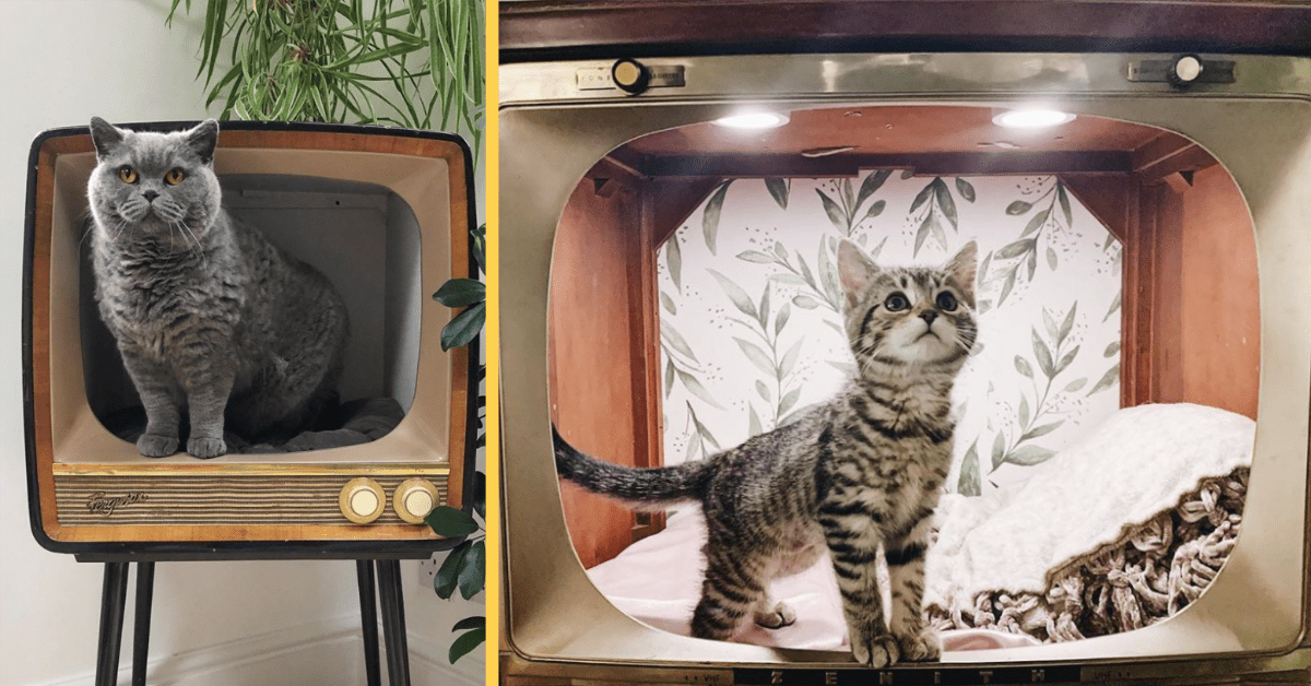 People Are Making Vintage TVs Into Cozy Beds for Their Cats