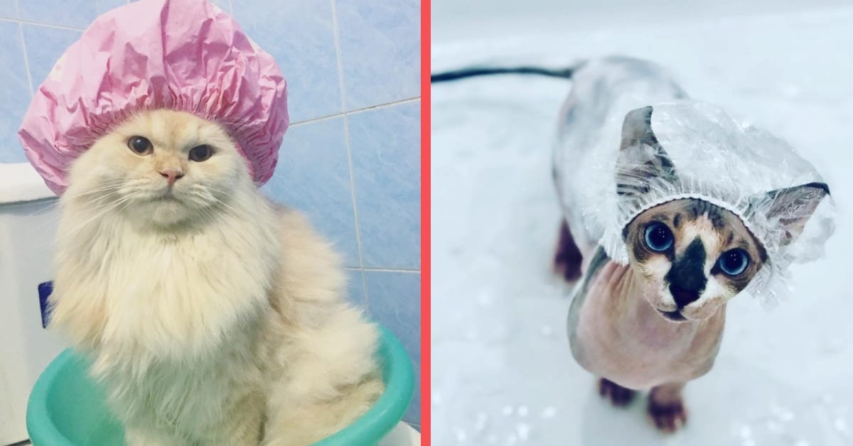 Enjoy These Photos of Cats Wearing Shower Caps. That Is All.