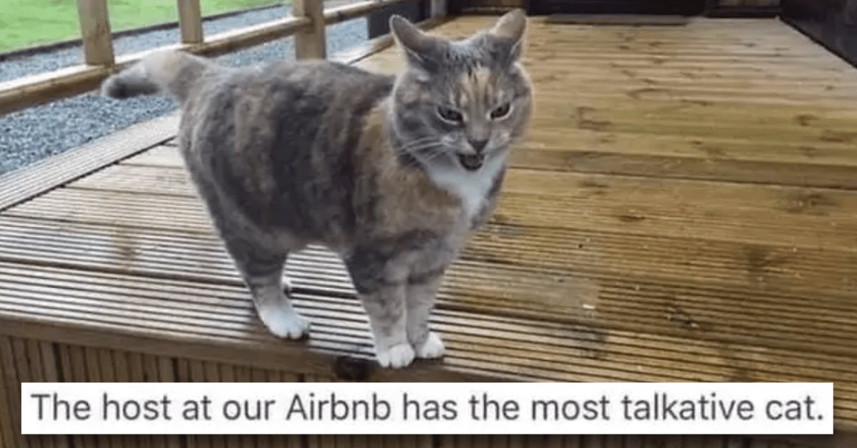 Funny Cat Posts for All the Kitty Lovers Out There