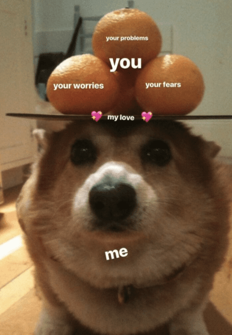 12 Supportive Dog Memes to Make You Feel Like a Good Boi