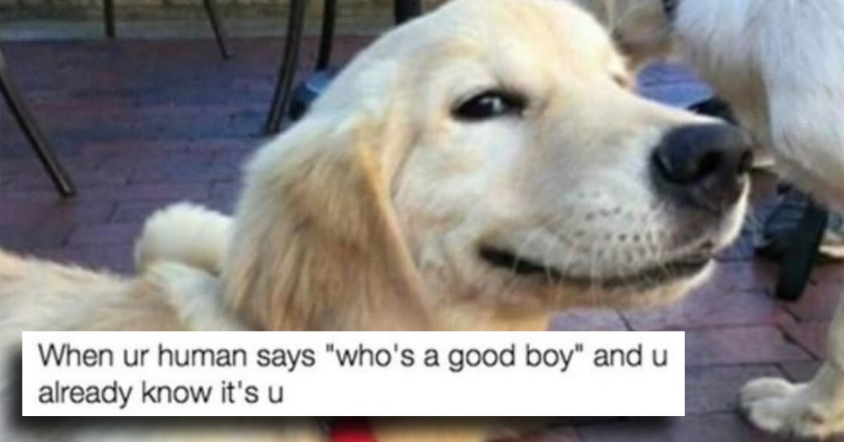 11 Memes That Prove We Dont Deserve Dogs