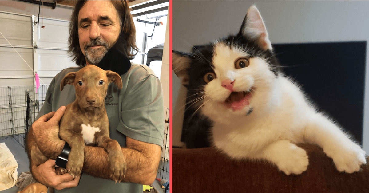 13 Wholesome Photos of Rescue Pets That We Think You'll Love