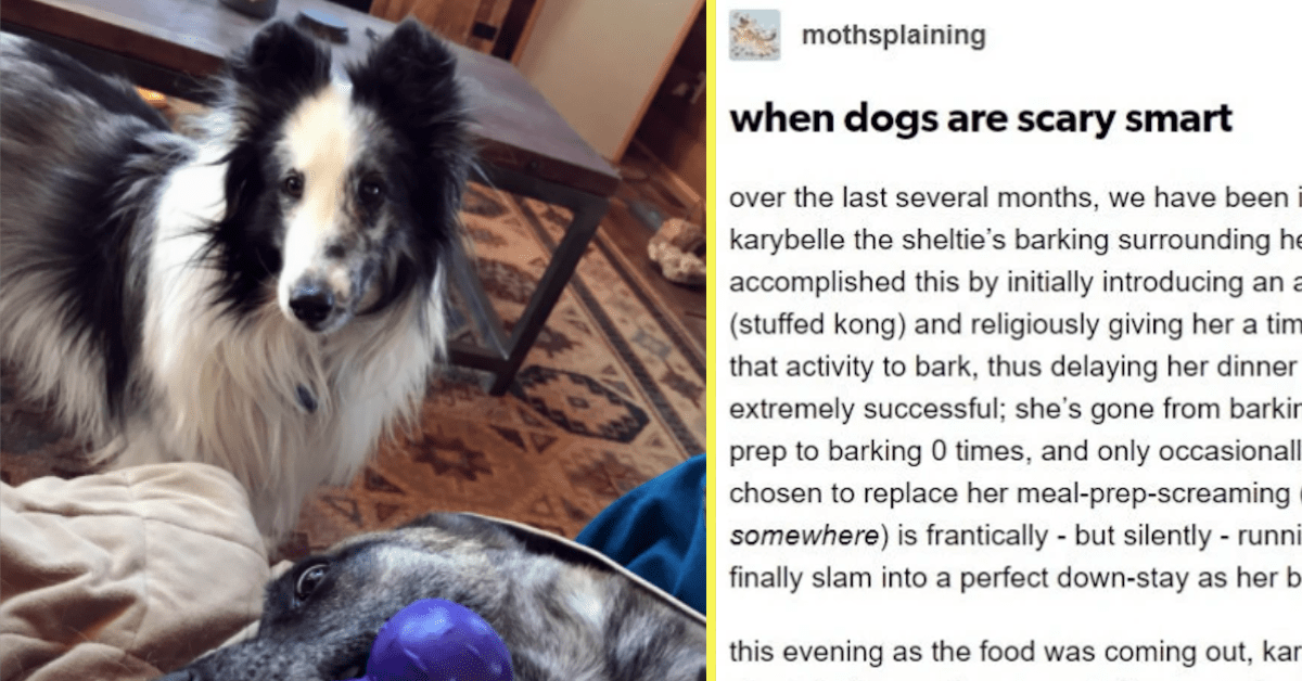 Tumblr User Has a Clever Doggo That Puts Itself in Time Out and We're ...